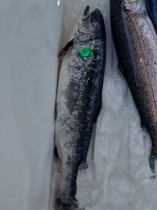 アルクスポンド焼津釣果報告頂きました！