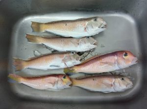 スタッフの鈴木君、初釣りへ行く…