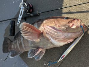 コジャント・フォーカスM-６、釣れてますッ！