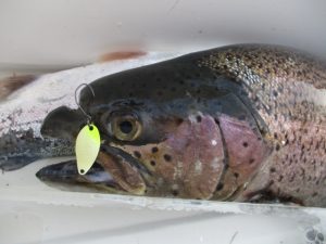 釣果情報頂きました！