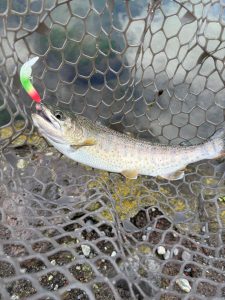 お客様より釣果報告頂きました！