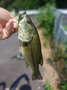 灼熱の野池に・・・