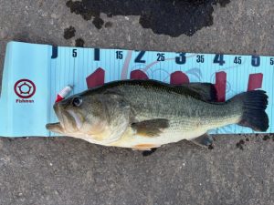 バス釣りにいってきました(^^)/