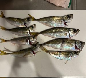 サビキ、ライトゲームの釣果情報♪