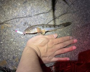 ハゼシーズン到来!!