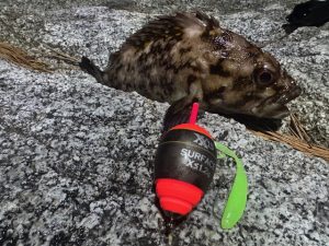 釣果写真頂きました♪