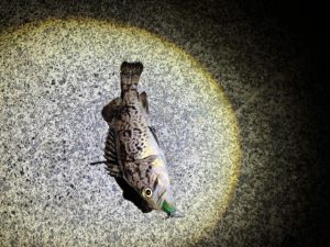 年始チャレンジ行ってきました♪