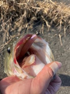 ようやく釣りました