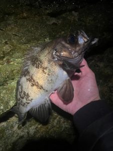 メバル釣れてるみたい！