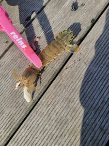 シャコ釣り行ってきました！