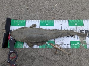 サーフ釣れてマス