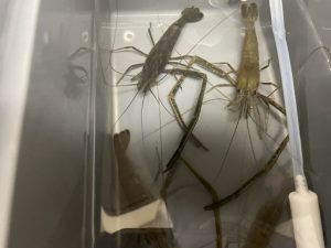 はじめてのテナガエビ🦐