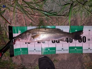 釣果情報