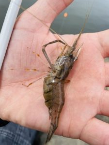 今シーズン最後のテナガエビ🦐