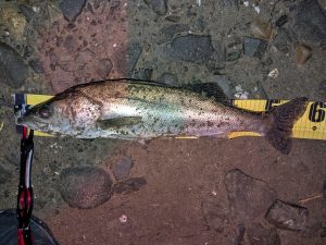 拝啓、鱸様。