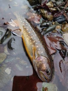 渓流釣果情報