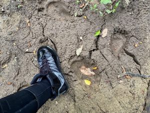 獣の気配の源流へ