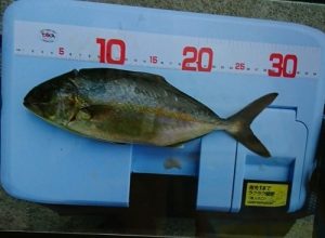 【お客様釣果情報】青物、根魚