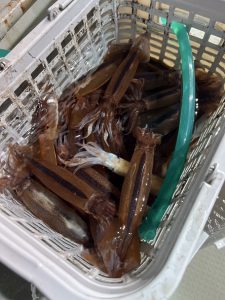 お客様釣果情報～イカメタル～