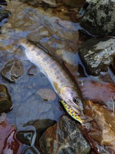 2026年渓流スタートしました【BiG Berry 花巻店】