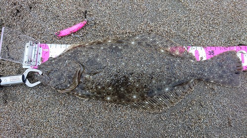 鹿島灘サーフ釣果報告 鹿嶋店 Kashima 鹿島灘サーフ釣果報告 鹿嶋店 Kashima