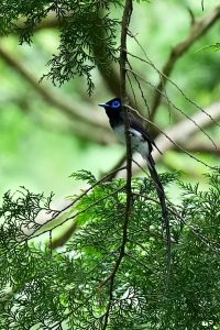 野鳥撮影