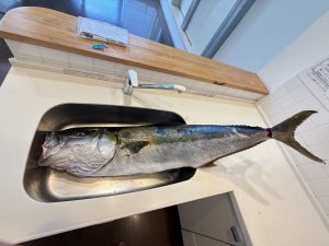 19キロのヒラマサ？！🎣