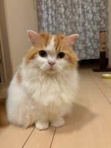 佐賀へ帰省します✈️🌿