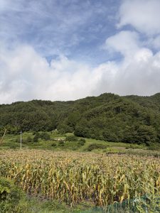 初めてのとうもろこし狩り🌽