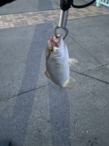 福間漁港ライトショア釣行