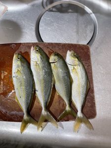 福間漁港　ライトショア釣行２