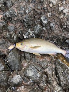 沖磯釣行パート3