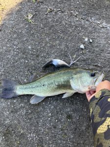 遠征やら野池やらとりあえず夏の釣り！