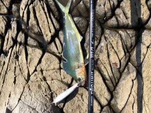 青物狙い！沖磯釣行