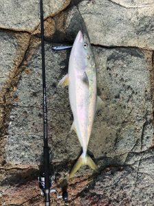 近場の地磯でとりあえず調査