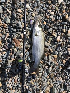 ヒラスズキ釣行、苦節8ヶ月（笑）ようやく、、、、