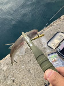 ついにデビューしましたよ。