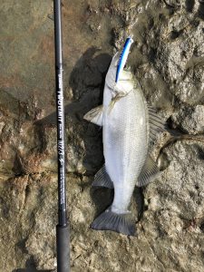 またもや地磯へ、、、