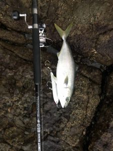 お魚パラダイス!