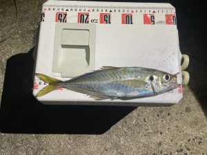 年末の釣行は・・・