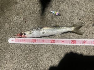 海の初釣りは。