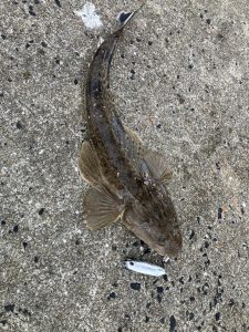 ササイカ調査!＆ショアジギ