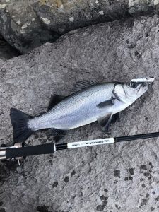 春の訪れ!?、、、（ヒラスズキ釣行）