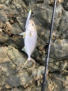 初秋のﾛｯｸｼｮｱ釣行