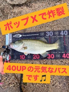 お客様釣果情報！淀川ブラックバス！
