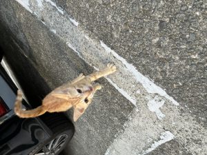 【釣行ブログ】小島養魚場さんへ行ってきました！