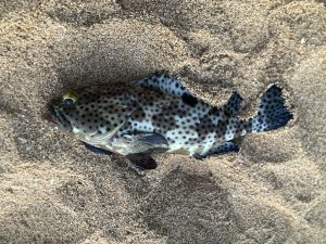 打ち込み釣果！