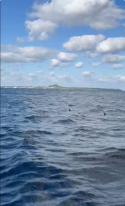 釣り納め！withイルカ