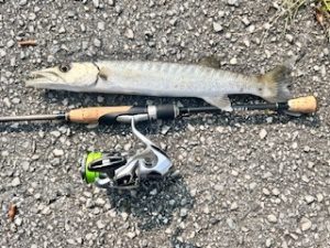 セール告知とちょこっと釣果情報🐟