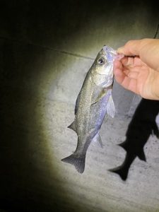 真夏の夜のライトゲーム